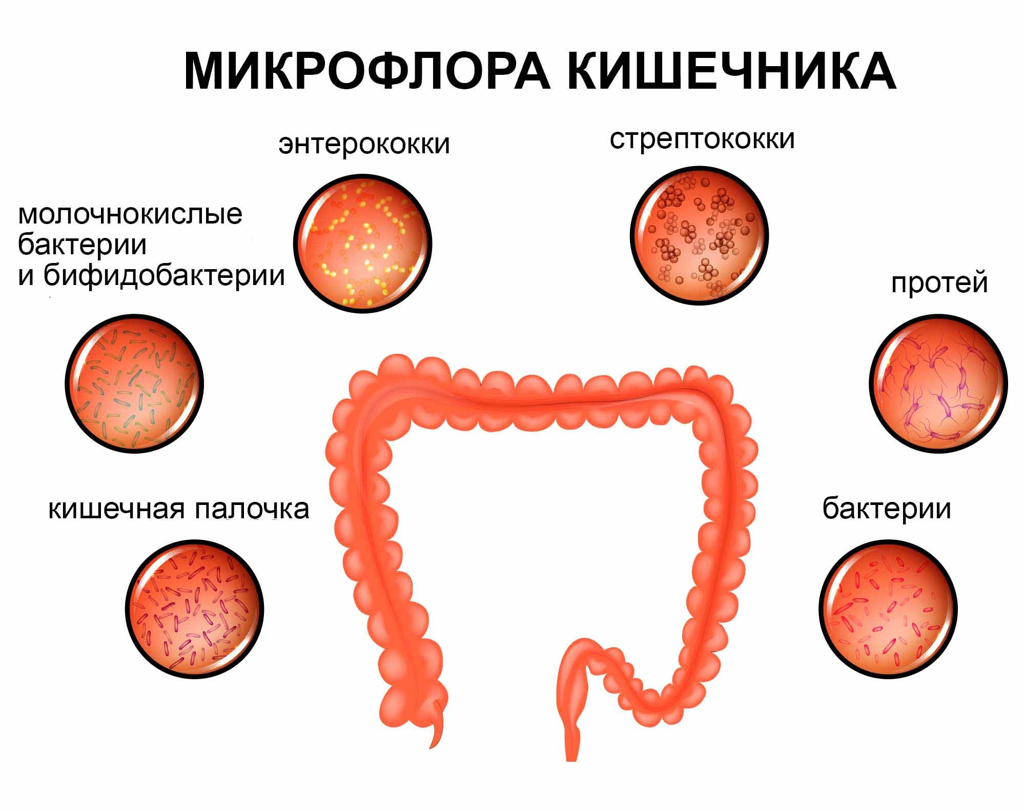⚕ Лечение дисбактериоза кишечника ➡ 【Киев】