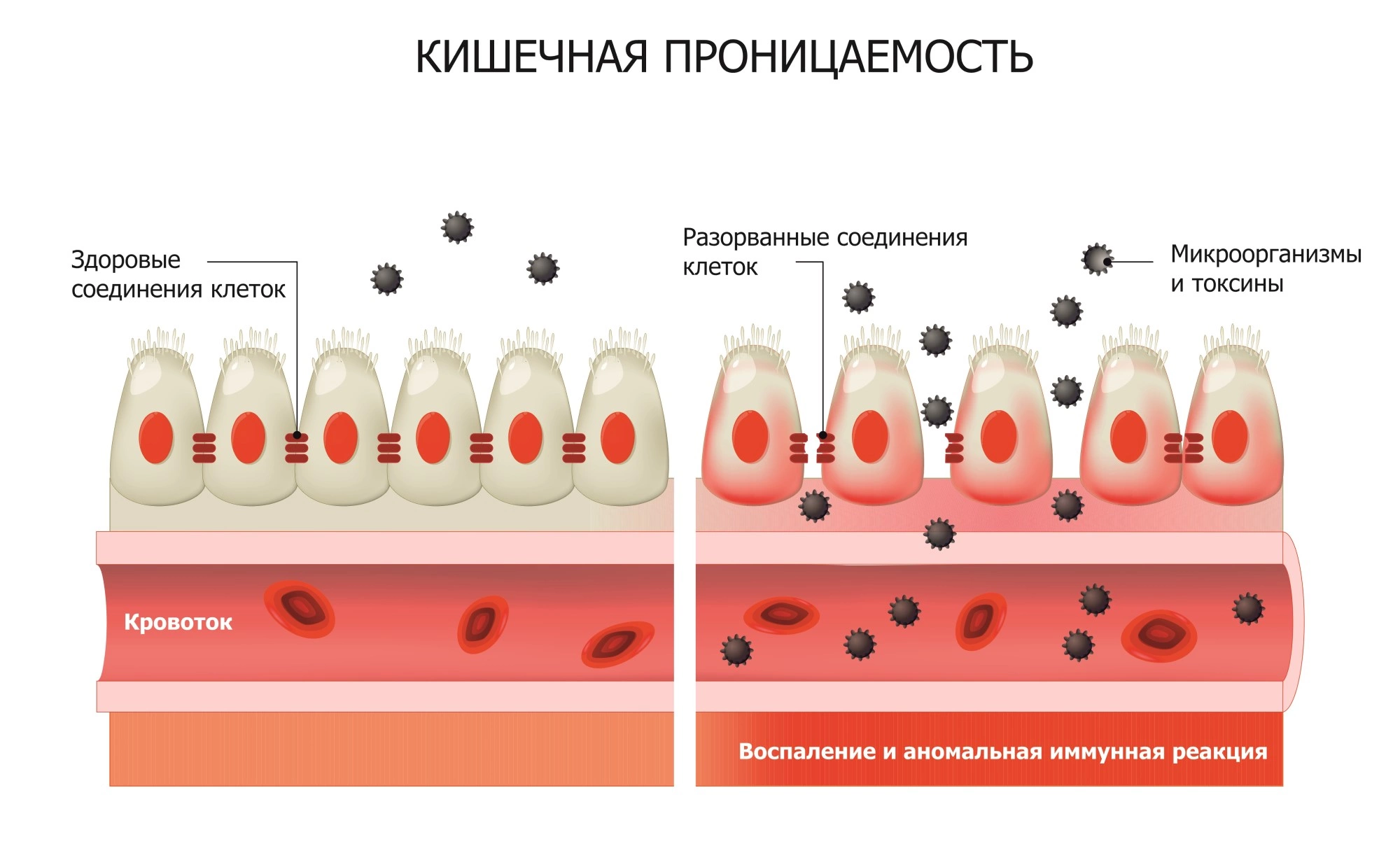 Анализ кала на зонулин - исследование на зонулин фекальный в СПб, цены