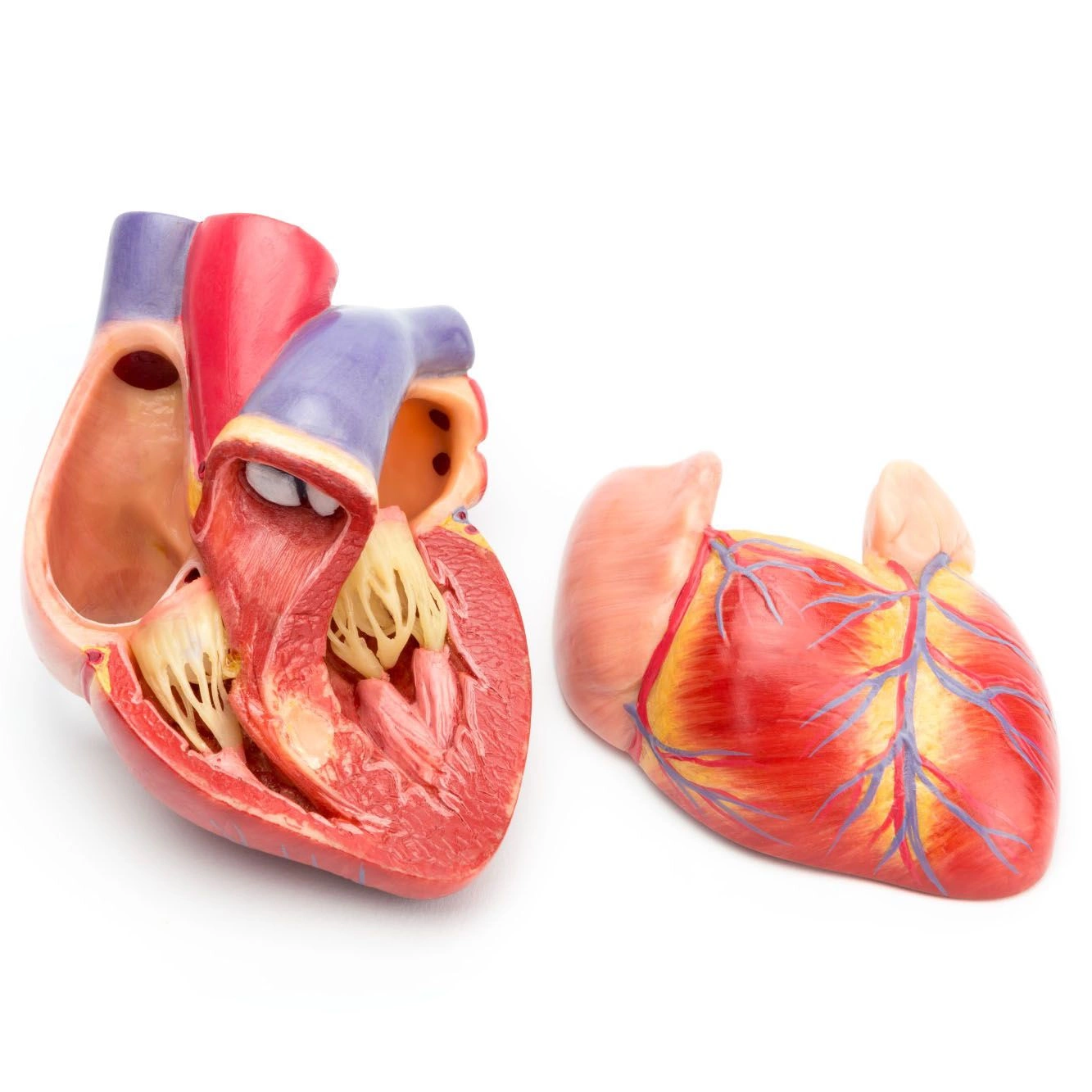 Диагностика и лечение пороков сердца (Сергиев Посад)